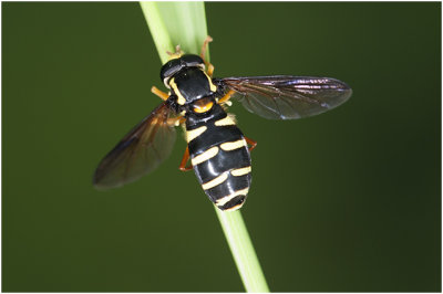 Streepcitroenzwever - Xanthogramma citrofasciatum