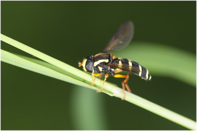 Streepcitroenzwever - Xanthogramma citrofasciatum