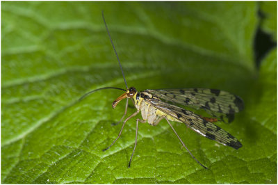 gewone Schorpioenvlieg - Panorpa communis