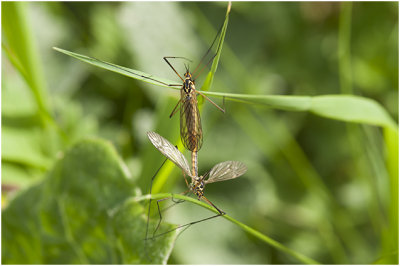 parende Langpootmuggen - Tipula spec.