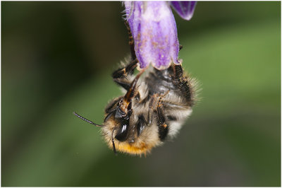gewone Aardhommel - Bombus terristris