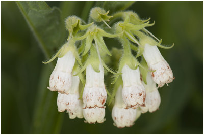 Smeerwortel - Symphytum officinale