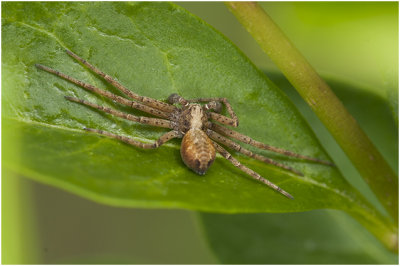 Renspin soort. - Philodromus spec
