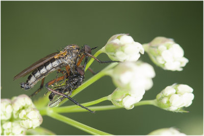 Zilvervlekdansvlieg - Empis opaca