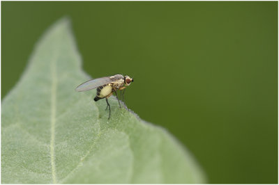 Mineervlieg - Agromyzidae spec