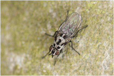 Bloemvliegen soort - Anthomyia procellaris