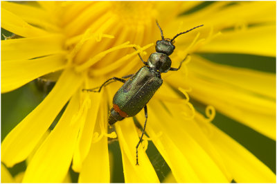 Roodtipbasterdweekschildkever - Malachius bipustulatus