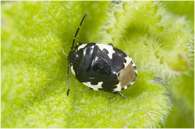 Dovenetelwants - Tritomegas bicolor