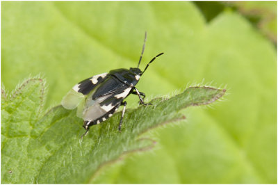 Dovenetelwants - Tritomegas bicolor