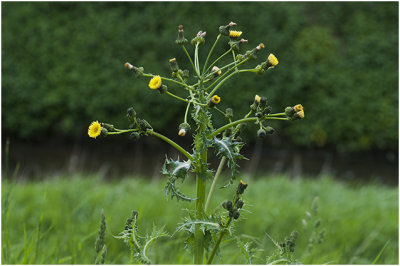 gekroesde Melkdistel - Sonchus asper