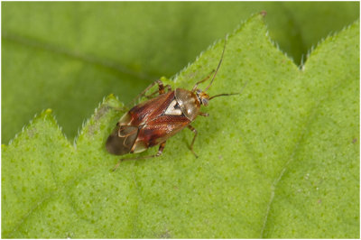 Weidewants - Lygus pratensis