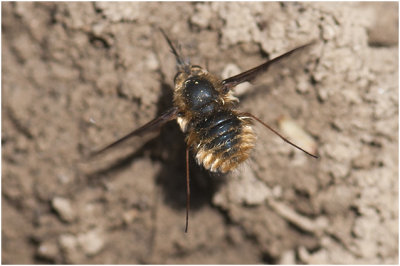 gewone Wolzwever - Bombylius major