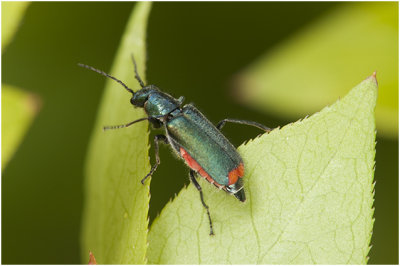 Roodtipbasterdweekschildkever -Malachius bipustulatus 