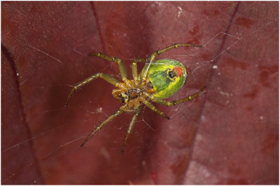 gewone Komkommerspin - Araniella cucurbitina