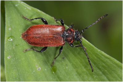 Roodschildkever - Lygistopterus sanguineus 