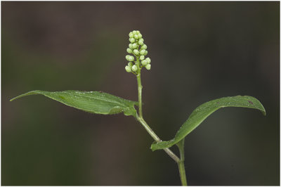 Dalkruid - Maianthemum bifolium