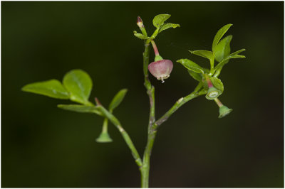 blauwe Bosbes - Vaccinium myrtillus