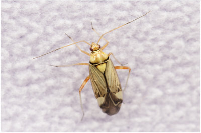 gestreepte Eikenblindwants - Rhabdomiris striatellus