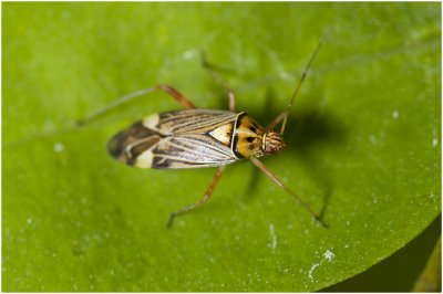 gestreepte Eikenblindwants - Rhabdomiris striatellus