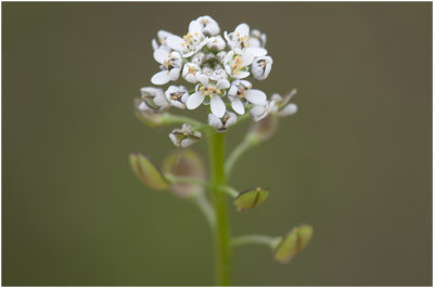 Klein Tasjeskruid  - Teesdalia nudicaulis