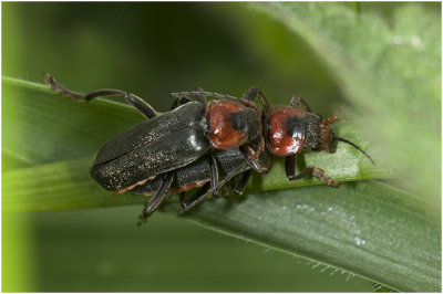 zwarte Soldaatje - Cantharis pellucida