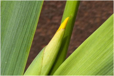 gele Lis - Iris pseudacorus