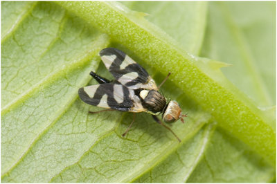 Akkerdistelgalboorvlieg - Urophora cardui 