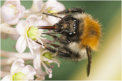 Akkerhommel - Bombus pascuorum