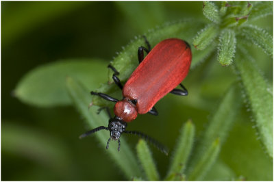 Zwartkopvuurkever - Pyrochroa coccinea