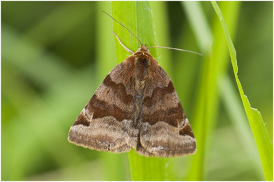 bruine Daguil - Euclidia glyphica