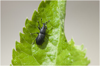 Bladsnuitkever - familie Rhynchitidae