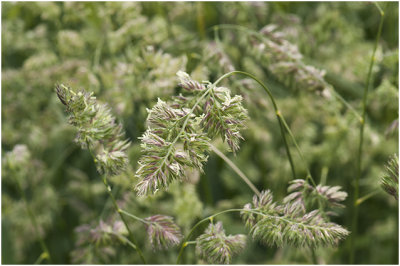 Kropaar - Dactylis glomerata.