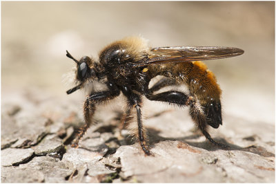 gele Hommelroofvlieg - Laphria flava