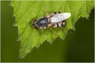 Grote moeraswapenvlieg - Odontomyia ornata
