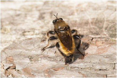 gele Hommelroofvlieg - Laphria flava