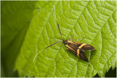 Geelbandlangsprietmot - Nemophora degeerella