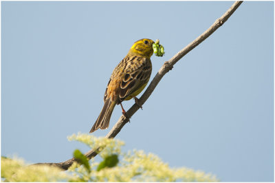 GALLERY Geelgors - Yellowhammer