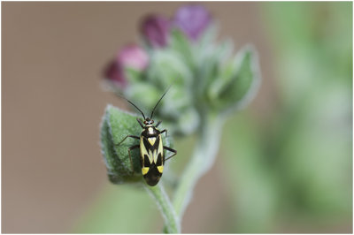 Boschhookwants - Grypocoris sexguttatus