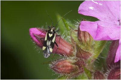 Boschhookwants - Grypocoris sexguttatus