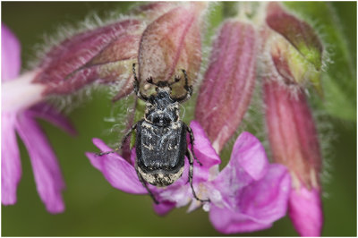 Kortvleugelboorkever - Valgus hemipterus 