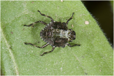 exuvium - Roodpootschildwants - Pentatoma rufipes