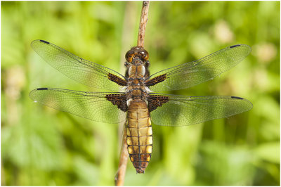 Platbuik - Libellula depressa - vrouwtje