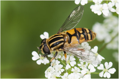 gewone Pendelvlieg - Helophilus pendulus