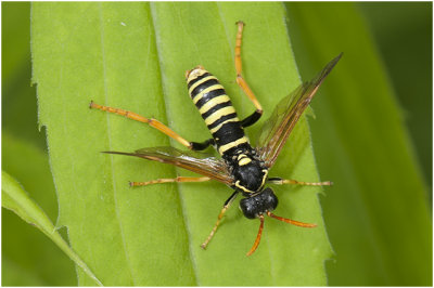 Helmkruidbladwesp - Allantus scrophulariae