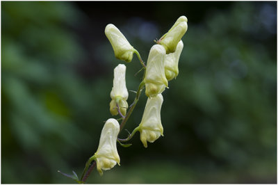 gele Monnikskap - Aconitum vulparia