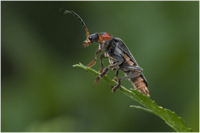 zwarte Soldaatje - Cantharis pellucida