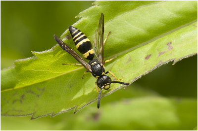 Deukmetselwesp - Symmorphus spec.
