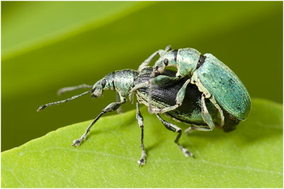 parende groene Bladsnuitkevers - Phyllobius pomaceus