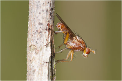 Slakkendoder - Tetanocera elata