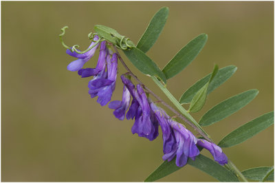 bonte Wikke - Vicia villosa